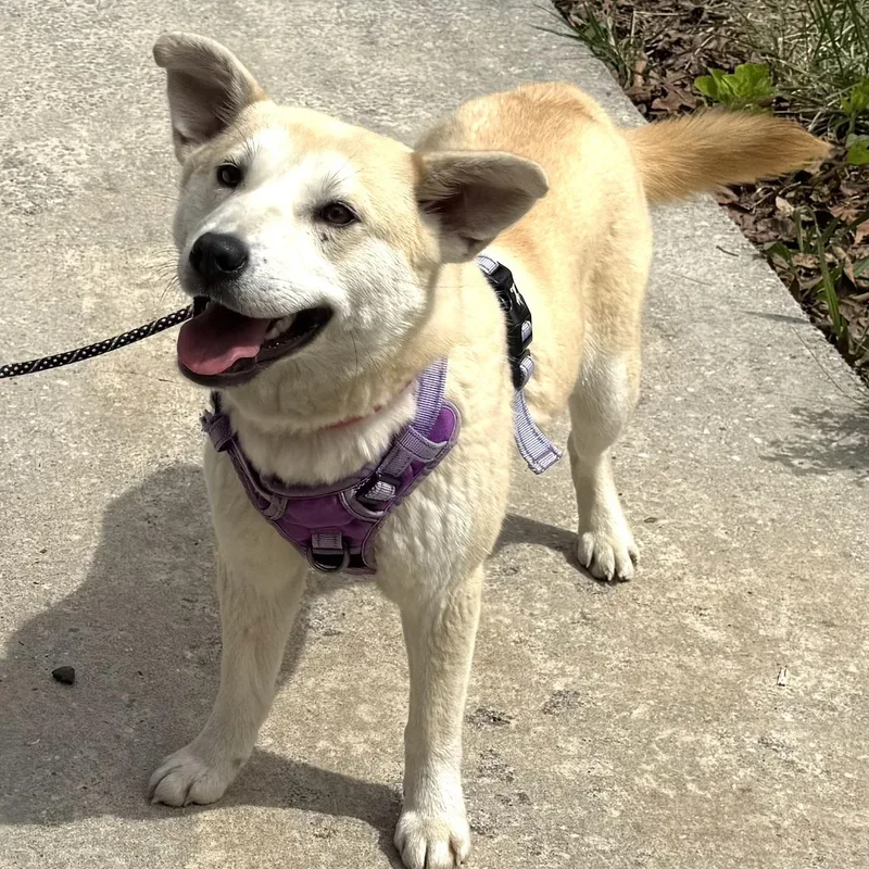 A young medium-sized female White / Cream Jindo dog named Sienna S for adoption in Sequatchie, TN