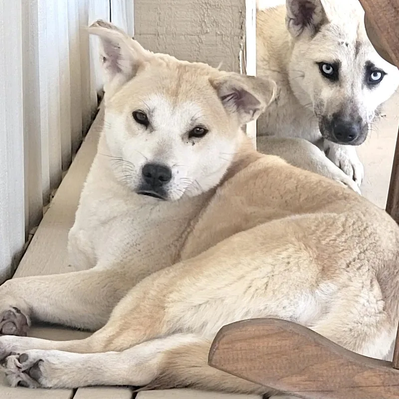 Sienna S thumbnail 5