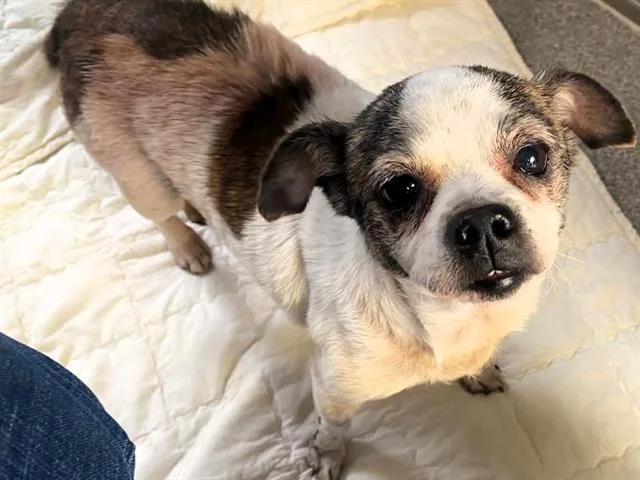 An adult small-sized female Chihuahua dog named Maya for adoption in Tustin, CA