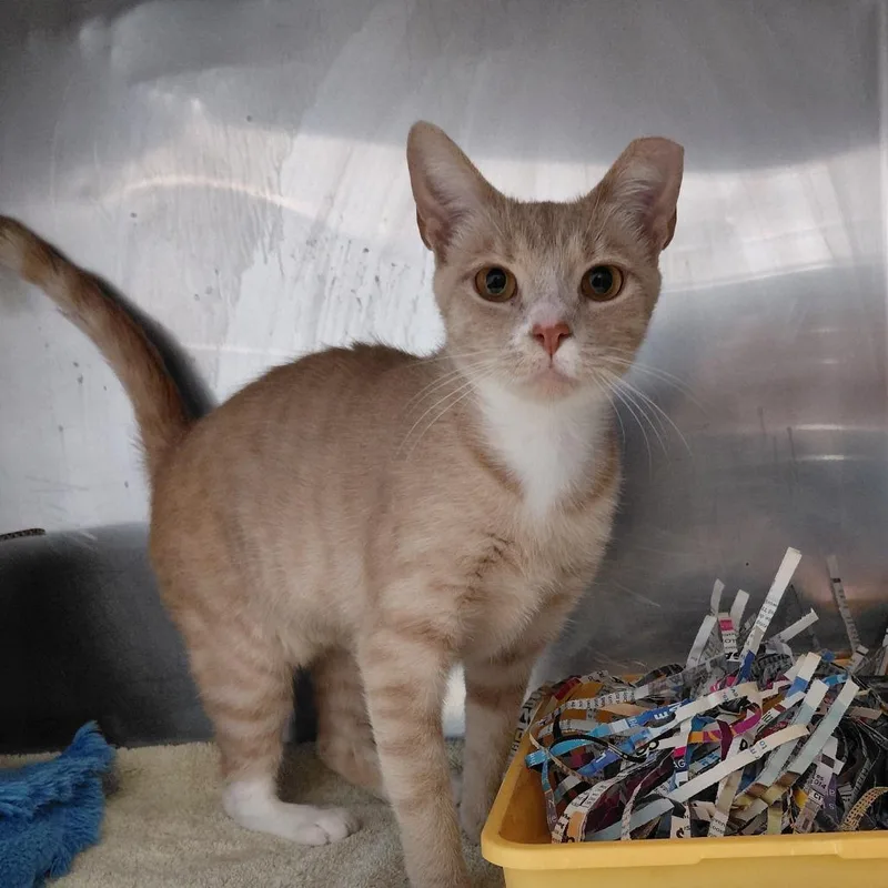 A young medium-sized female Buff / Tan / Fawn Domestic Short Hair cat named Dory for adoption in Philadelphia, PA