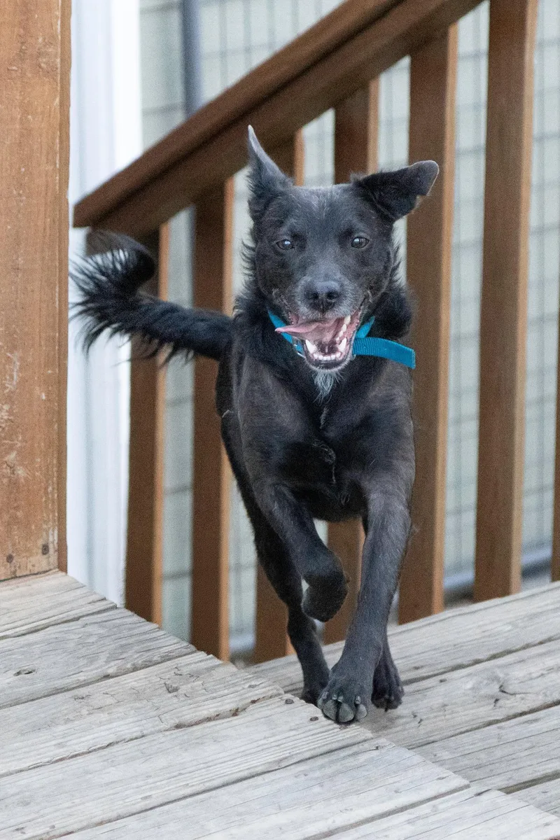 A young medium-sized male Black Mixed Breed dog named Einstien for adoption in Pierre, SD
