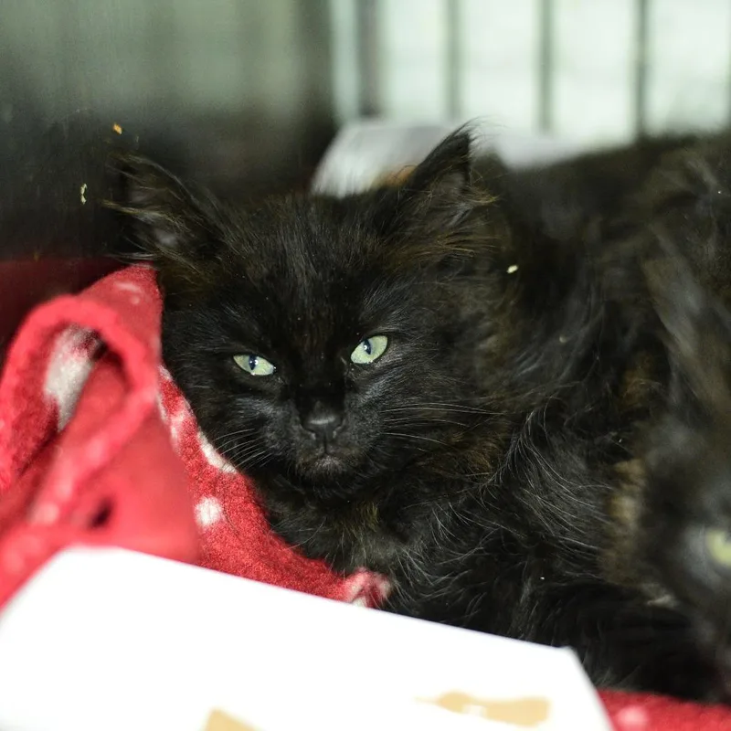 A baby small-sized male Black Domestic Long Hair cat named Spider for adoption in Idaho Falls, ID