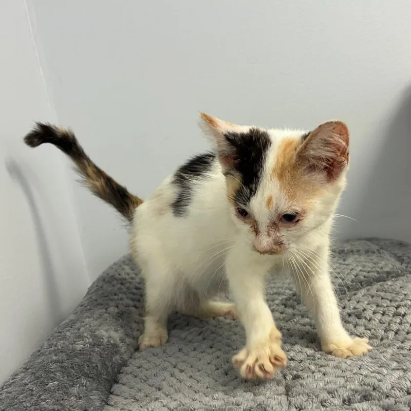 A baby small-sized female White Domestic Short Hair cat named Cherry for adoption in Morganfield, KY