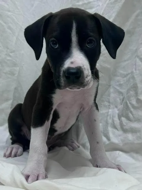 A baby medium-sized male American Bulldog dog named Porthos for adoption in Madison, GA
