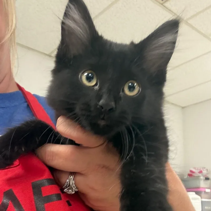 A baby small-sized female Black Domestic Medium Hair cat named UggC for adoption in East Saint Louis, IL