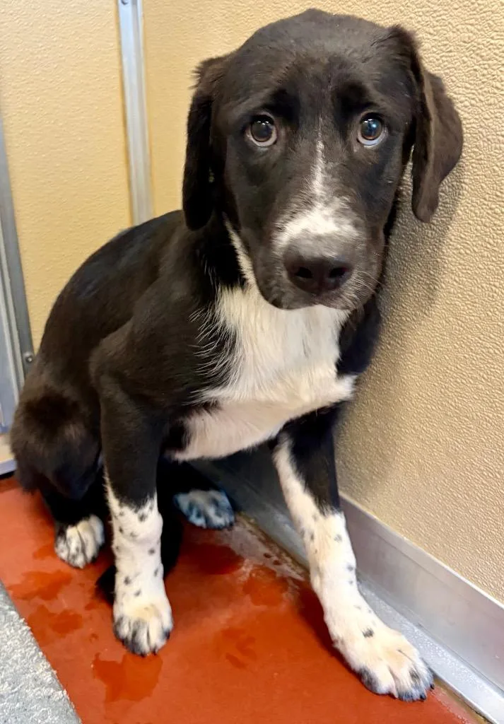 A baby medium-sized female Collie dog named Flo for adoption in Douglasville, GA