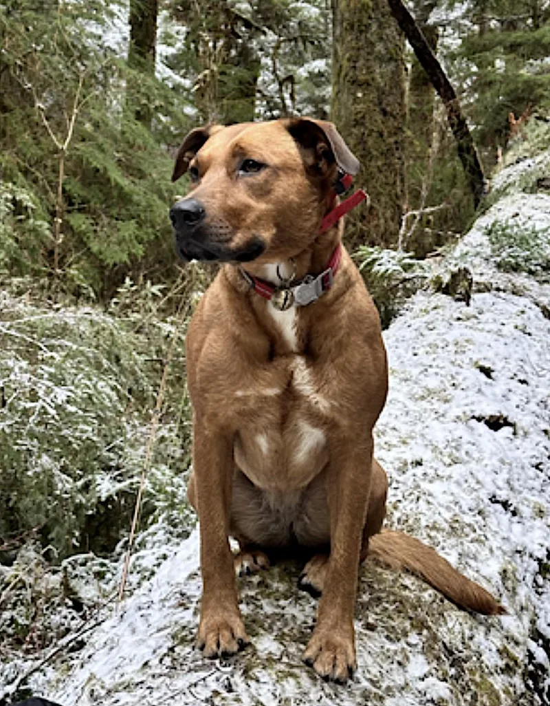 An adult medium-sized female Golden Labrador Retriever dog named Mila for adoption in Amherst, MA
