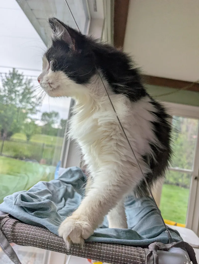 A young medium-sized male Black & White / Tuxedo Domestic Long Hair cat named Sasha for adoption in Quincy, OH