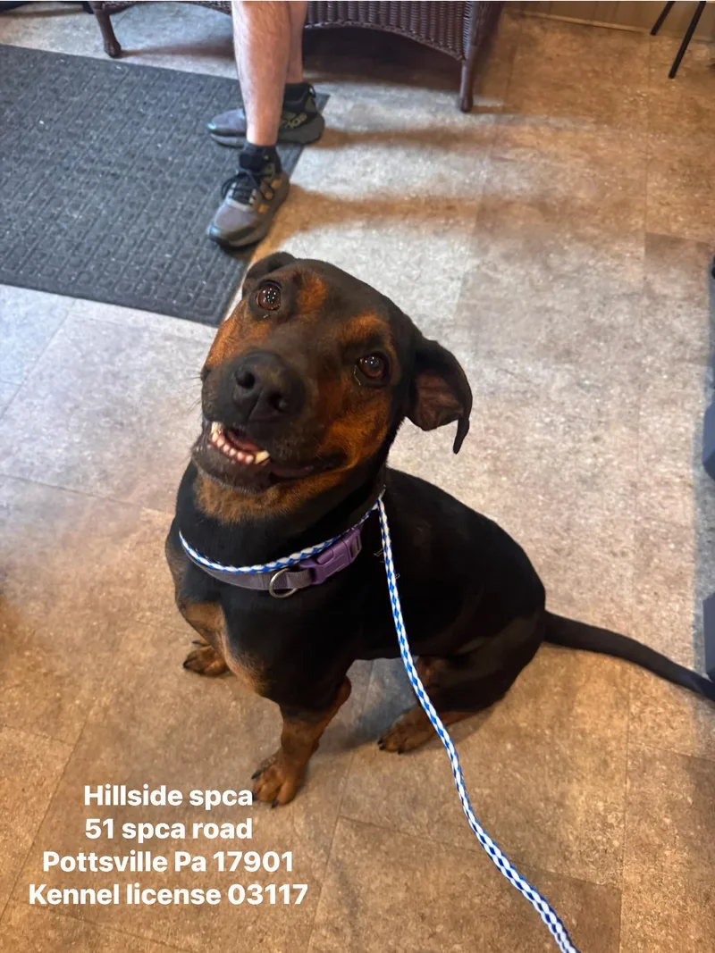 A young medium-sized female Black Rottweiler dog named Tang for adoption in Pottsville, PA