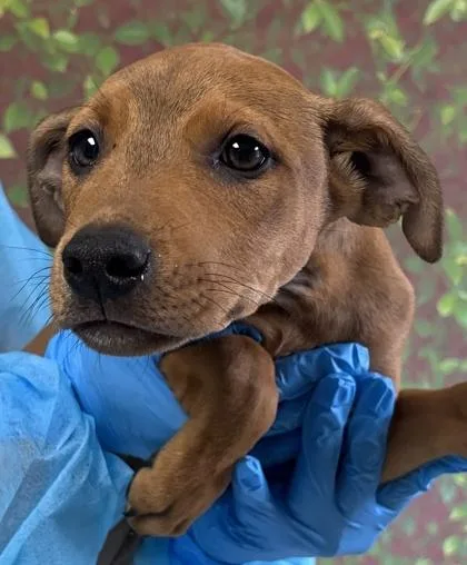 A young small-sized female Shepherd dog named Aqua for adoption in San Antonio, TX