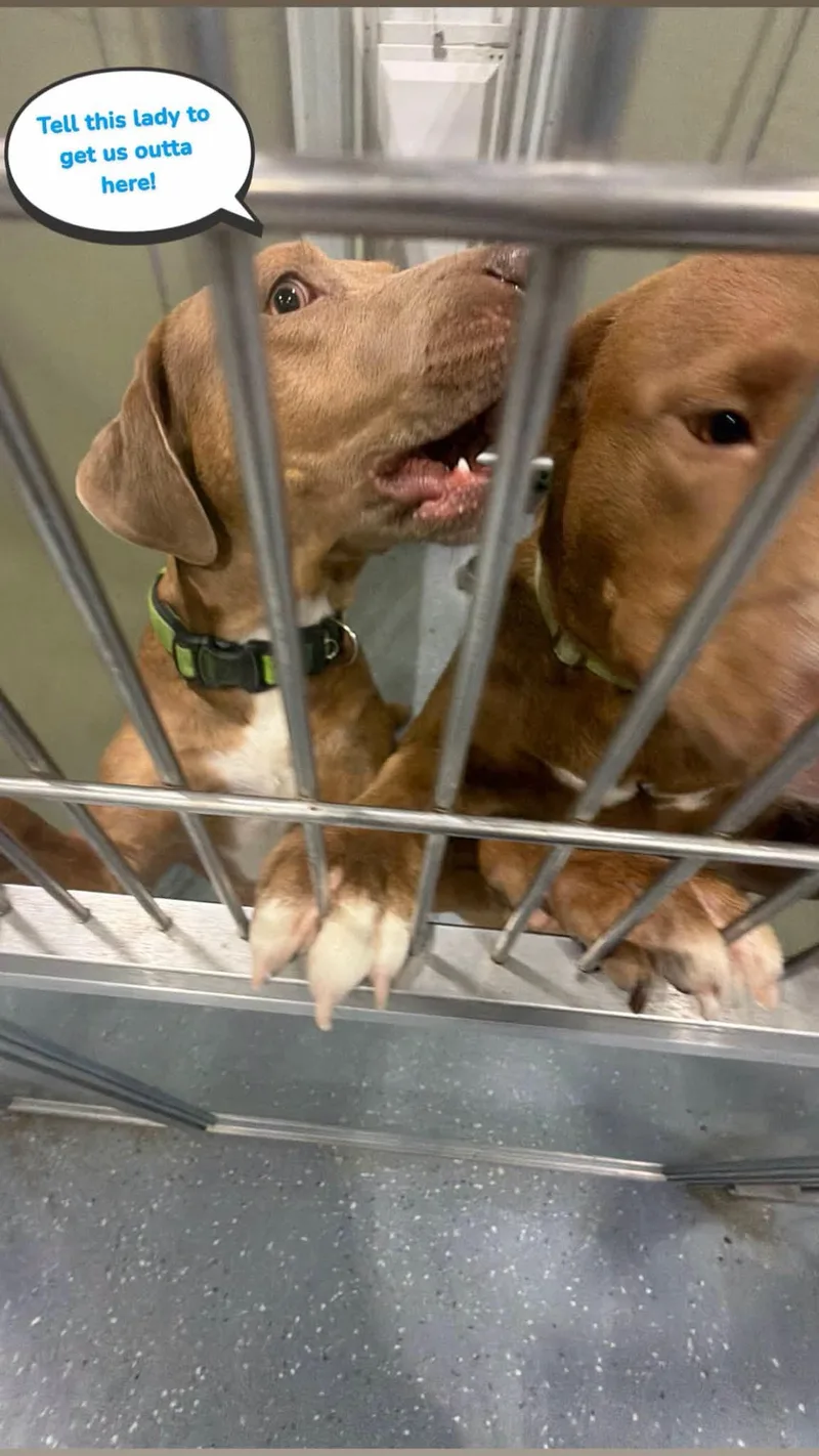 An adult medium-sized male Mixed Breed dog named Duncan and Chrome for adoption in Davenport, IA