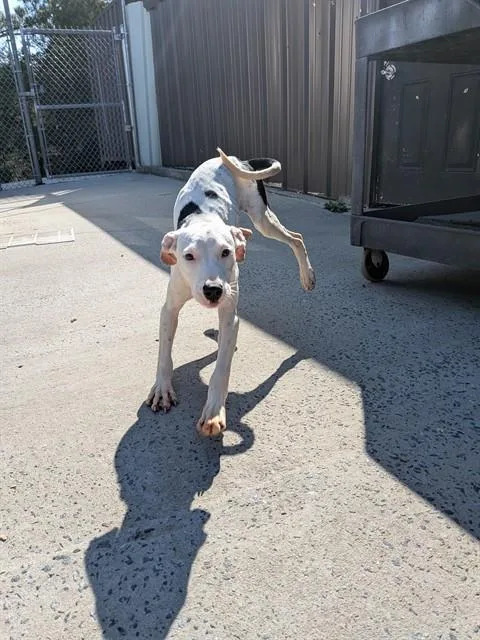 A baby medium-sized female Whippet dog named Kiwi for adoption in Chester, SC