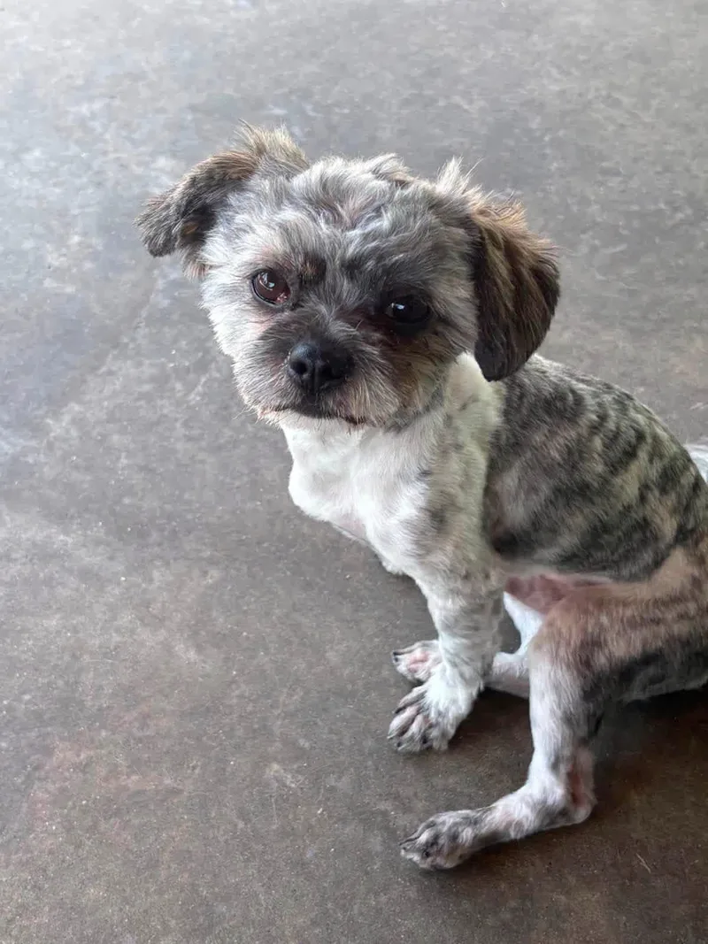 An adult small-sized male Gray / Blue / Silver Shih Tzu dog named Maverick for adoption in Hamden, CT