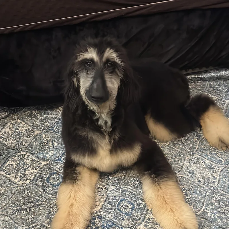 A baby medium-sized male Afghan Hound dog named Chippy for adoption in Atlanta, GA