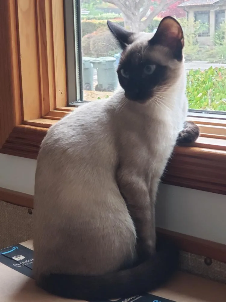 Jelly Bean thumbnail 2