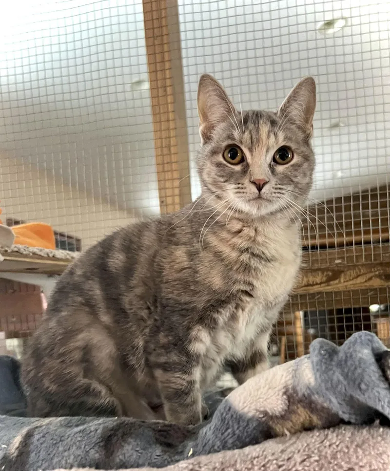 Tracksie thumbnail 2