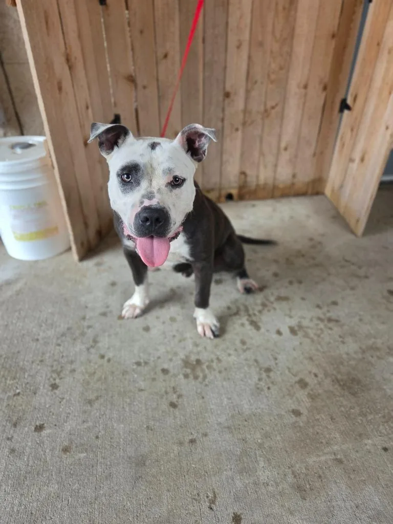 A young large-sized male Pit Bull Terrier dog named Antonio for adoption in Missouri City, TX