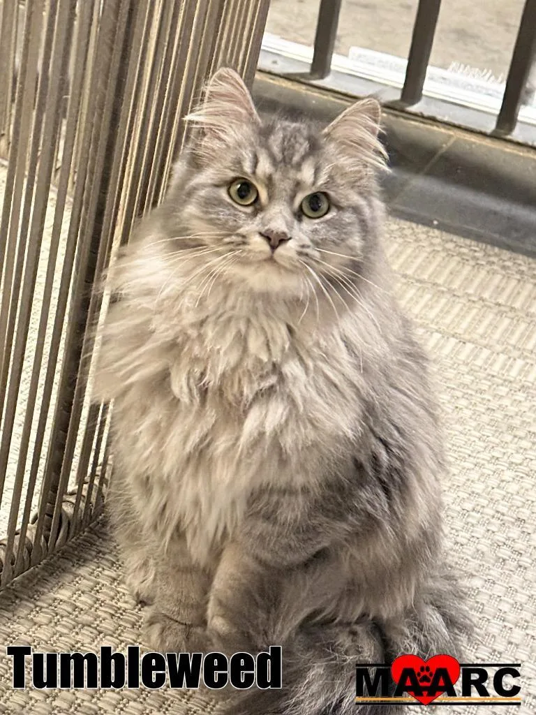 A young medium-sized female Domestic Long Hair cat named Tumbleweed for adoption in Maryville, TN