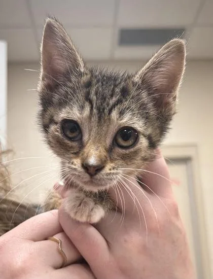 A baby small-sized male Domestic Short Hair cat named Mr. Herriman for adoption in Fishers, IN