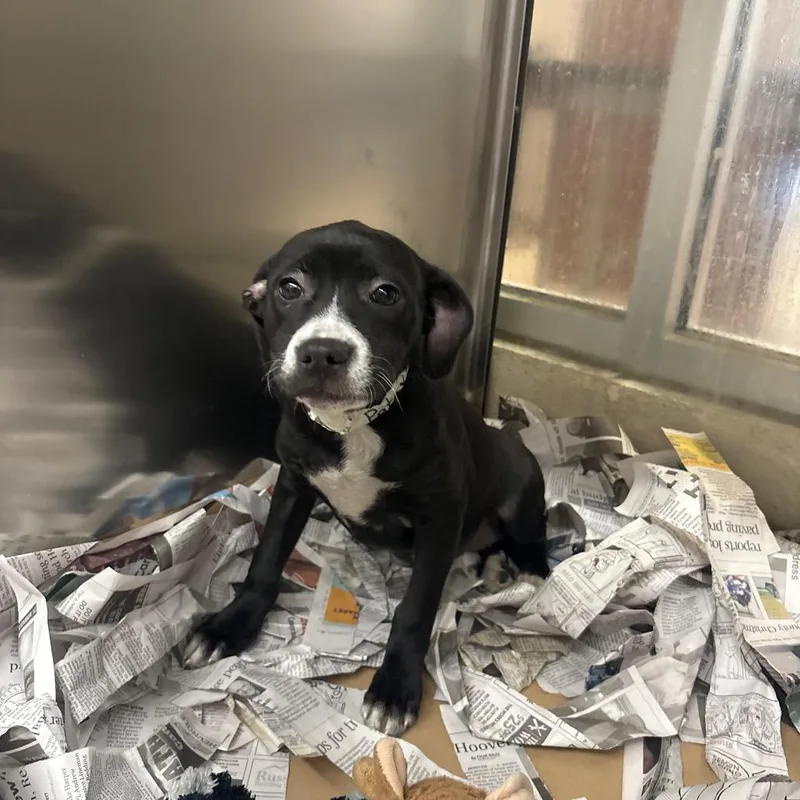 A baby small-sized female Black Pit Bull Terrier dog named Patsy for adoption in Birmingham, AL
