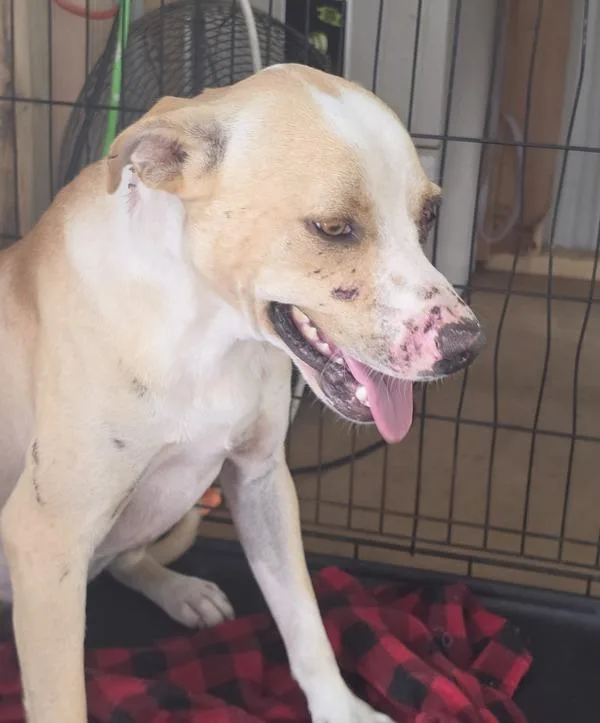 An adult large-sized male Pit Bull Terrier dog named Rhett for adoption in Cleveland, TN