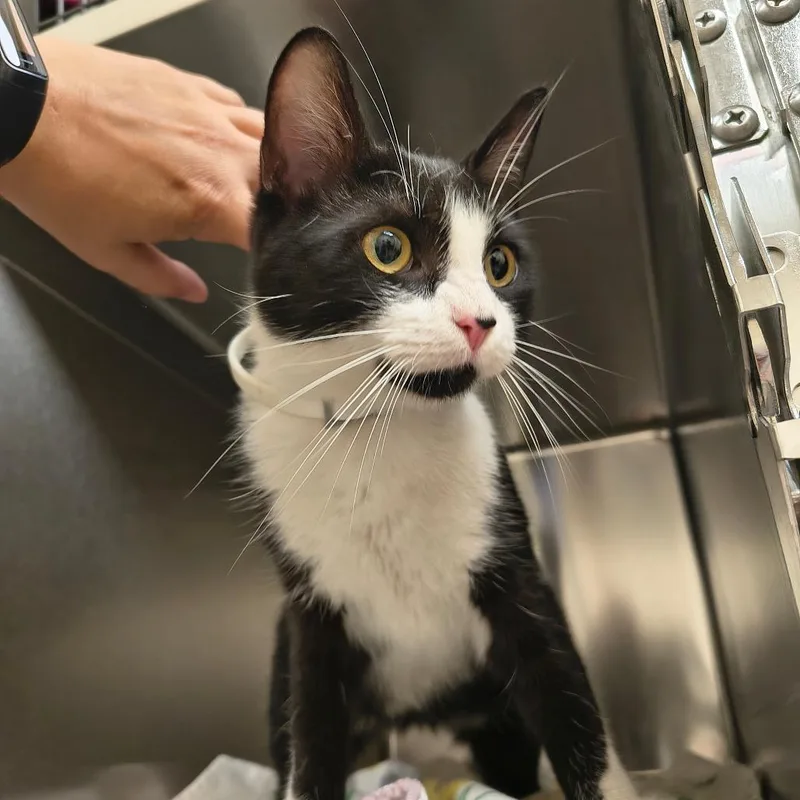 A young medium-sized female Black Domestic Short Hair cat named Willow for adoption in Springfield, MA