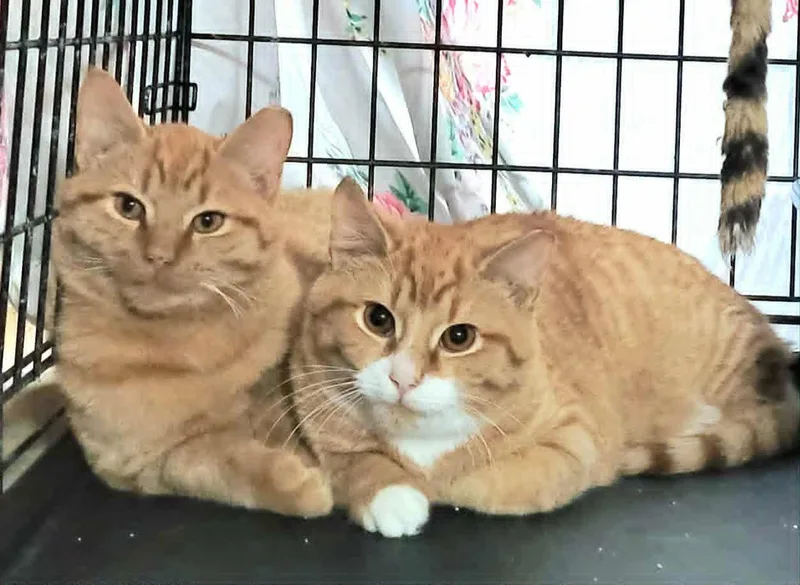 Bonded Brothers  Jesse