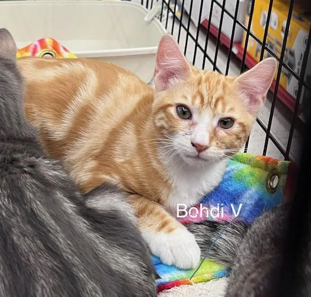 Bohdi V