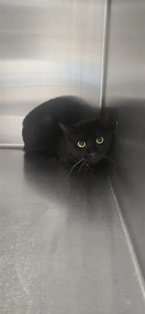 A young medium-sized male Domestic Short Hair cat named Rutherford for adoption in Fayetteville, NC