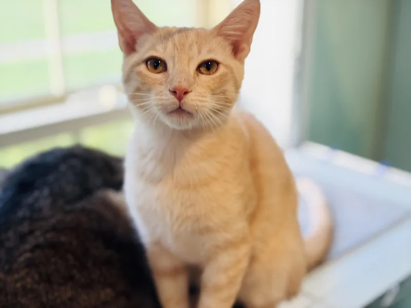A baby medium-sized male Tabby (Orange / Red) Tabby cat named Cullen B. for adoption in Lucedale, MS