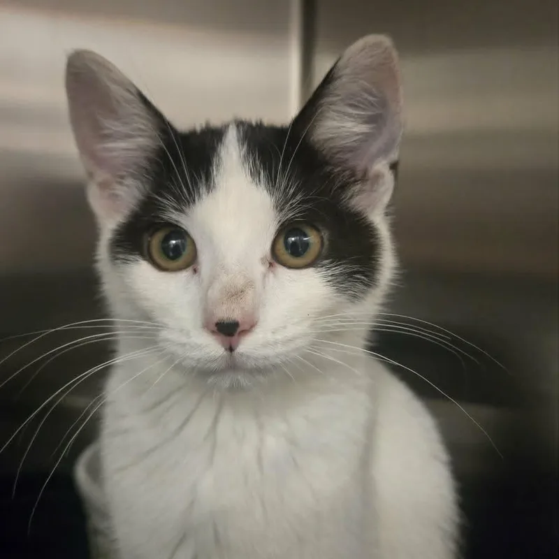 A baby medium-sized female White Domestic Short Hair cat named Coraline for adoption in Martinsville, IN