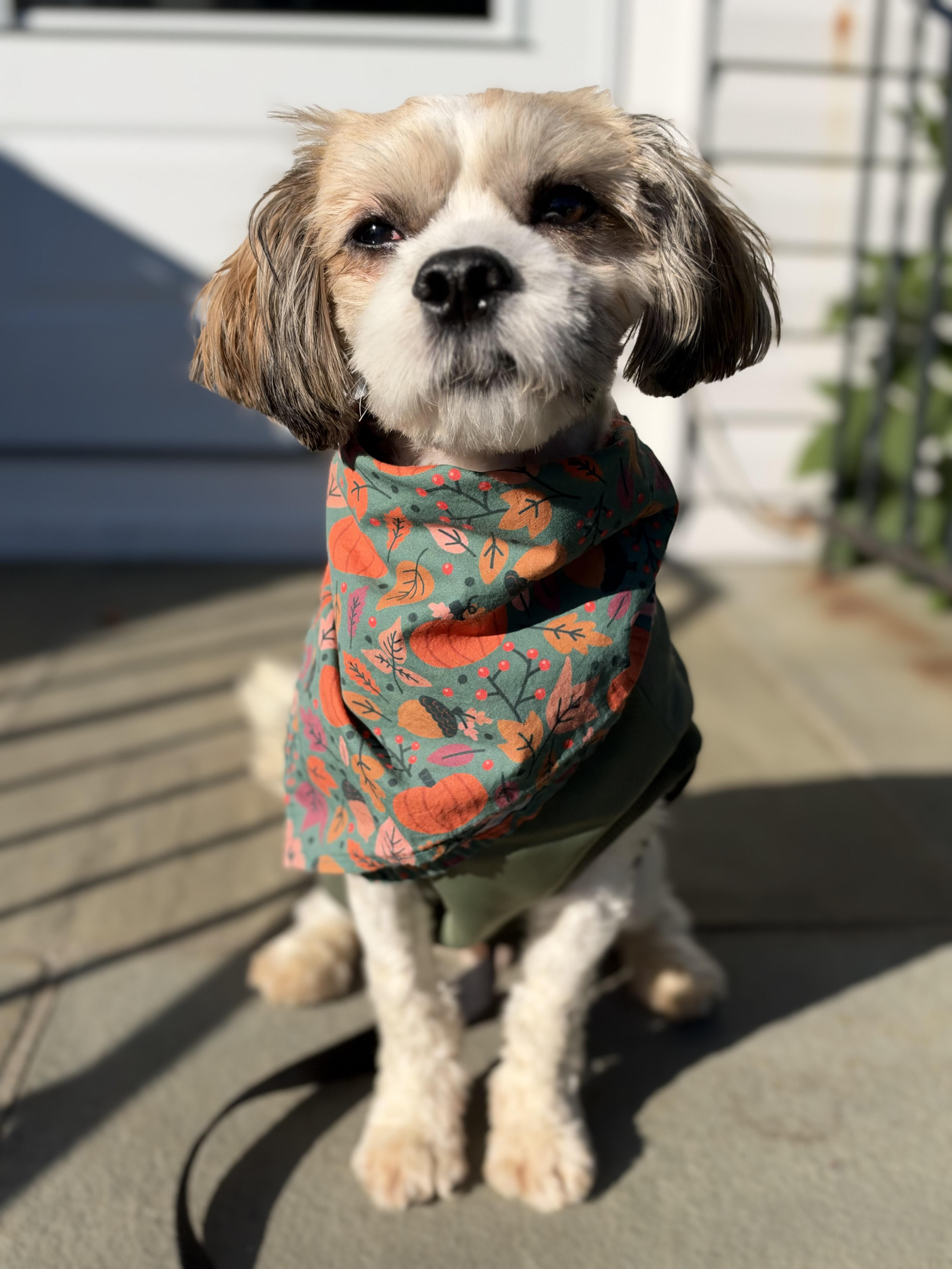 An adult small-sized male Havanese dog named Charlie for adoption in Thornwood, NY
