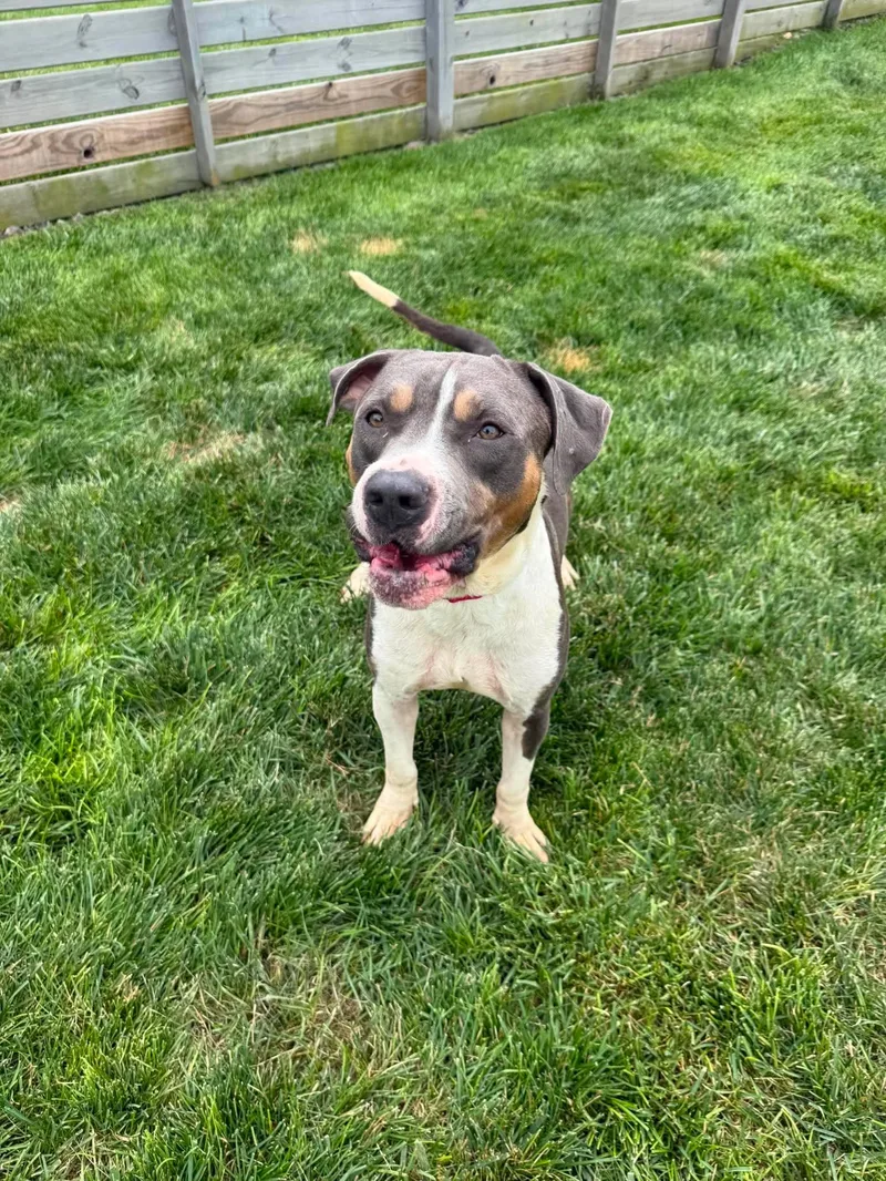 A young medium-sized male Black Hound dog named Jasper for adoption in Springfield, MO