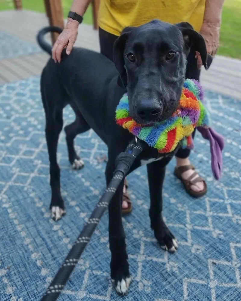 Jane the Dane