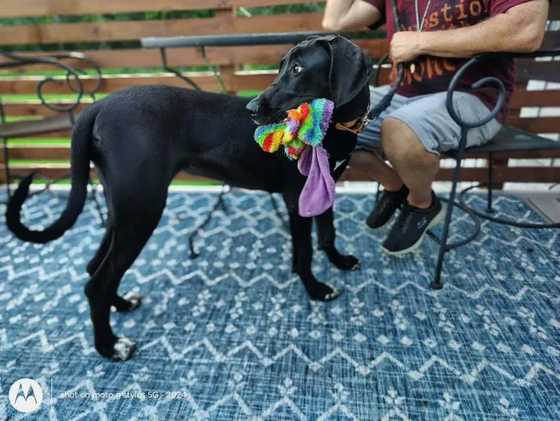 Jane the Dane thumbnail 2