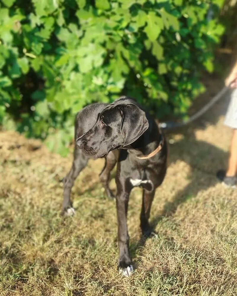 Jane the Dane thumbnail 3
