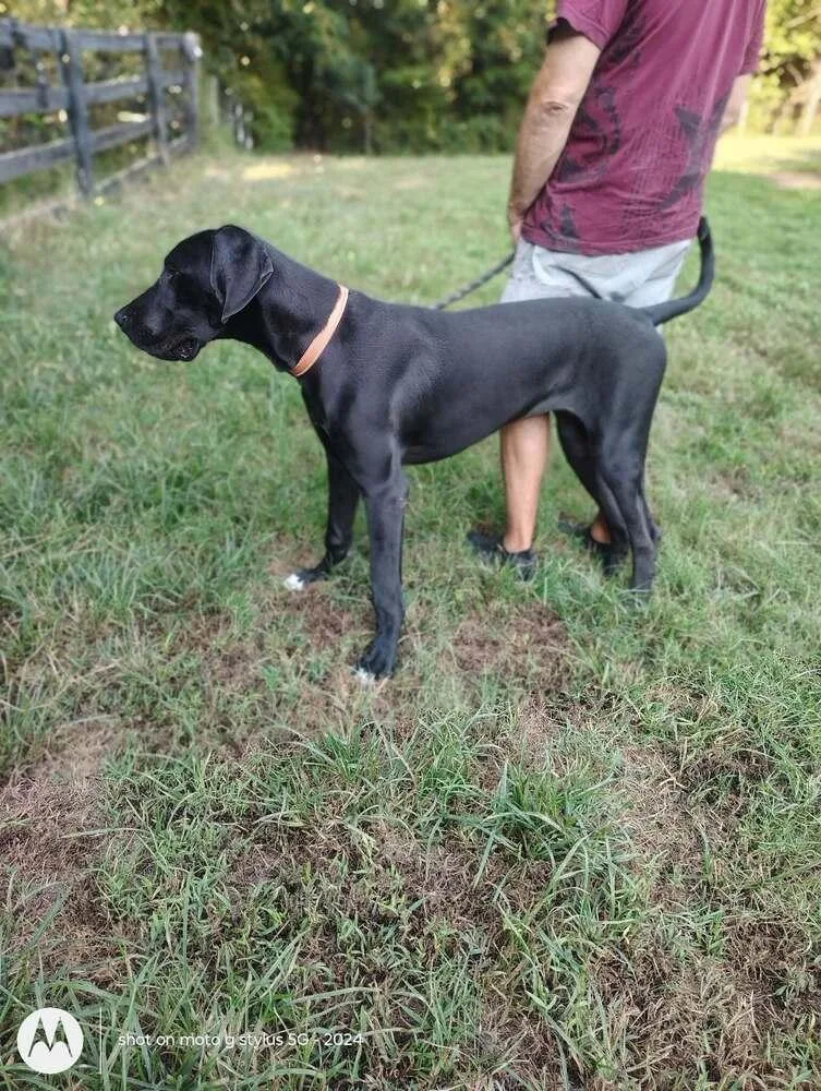 Jane the Dane thumbnail 4