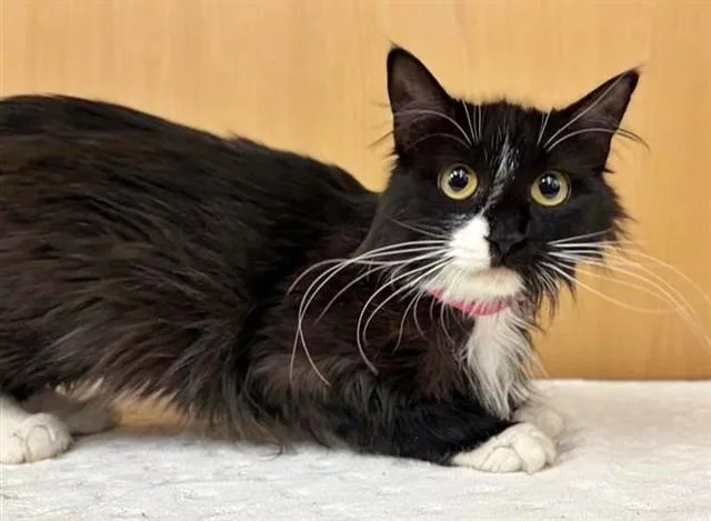 An adult medium-sized female Domestic Long Hair cat named Stella for adoption in Saint Louis, MO