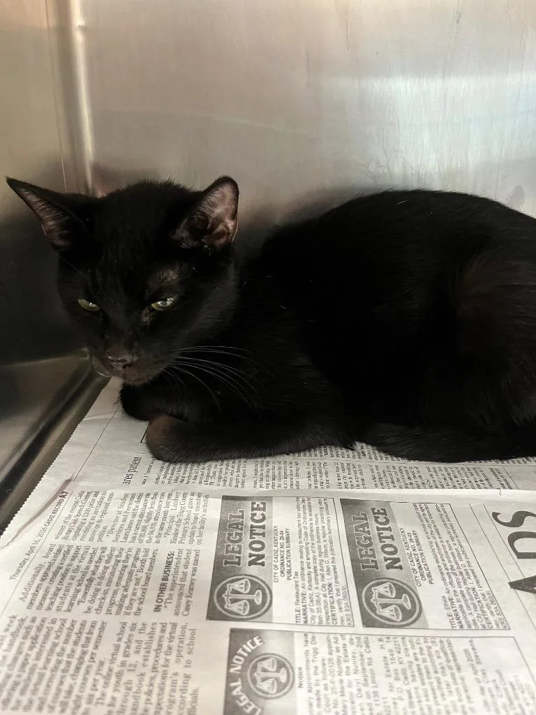 A young large-sized female Domestic Short Hair cat named Dixie for adoption in Hopkinsville, KY