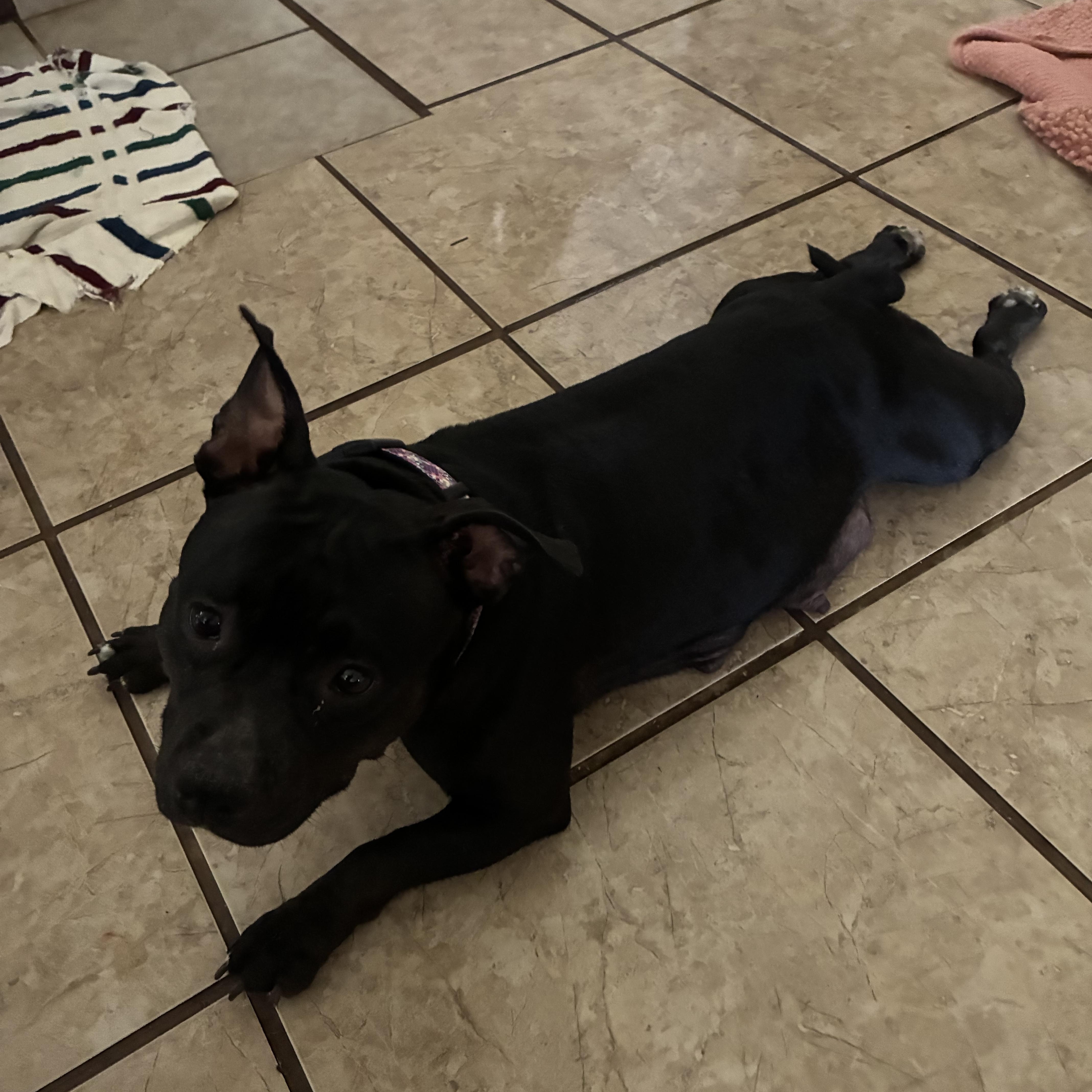 Brownie thumbnail 3