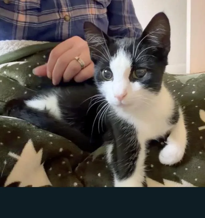 A baby small-sized female American Shorthair cat named Katana for adoption in Hagaman, NY
