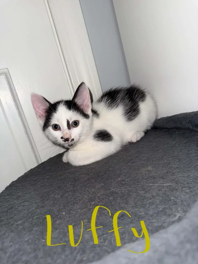A baby medium-sized female Domestic Short Hair cat named Luffy for adoption in Westfield, MA