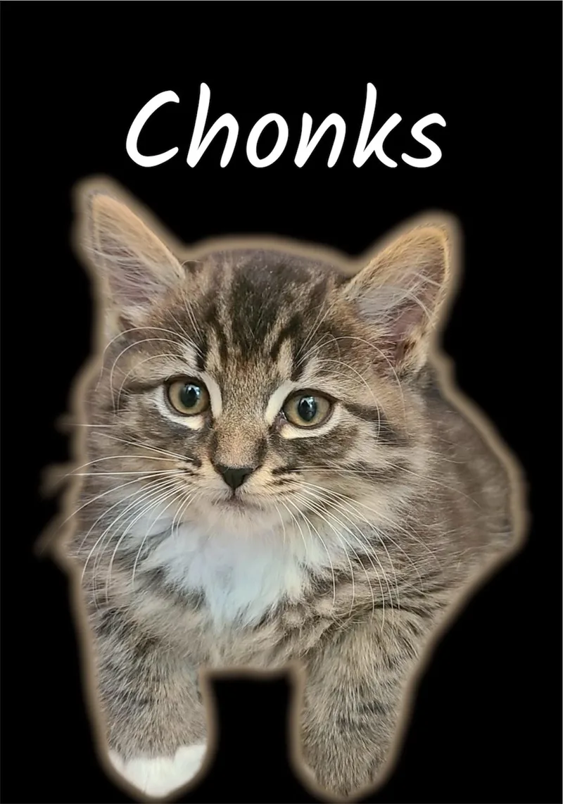 A baby small-sized male Tabby (Brown / Chocolate) Domestic Long Hair cat named Chonks for adoption in Auburn, CA