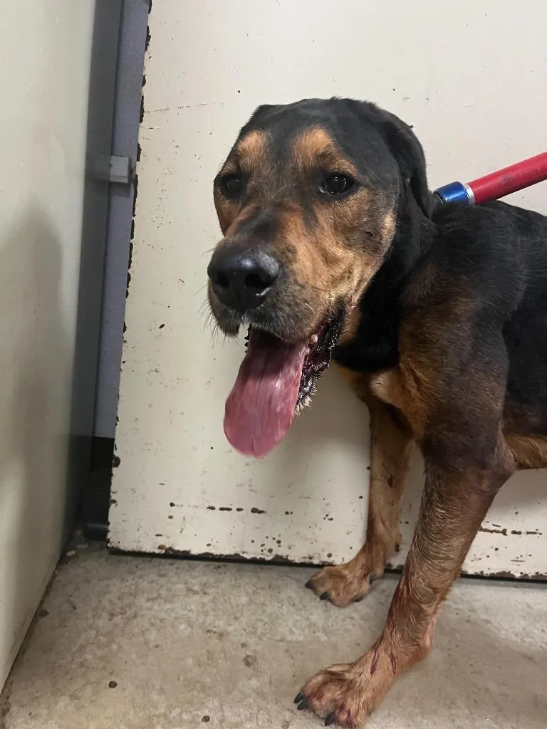 A young extra large-sized male Doberman Pinscher dog named Beach for adoption in New Braunfels, TX