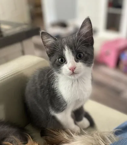 A baby small-sized female Domestic Short Hair cat named Indy for adoption in Fort Worth, TX