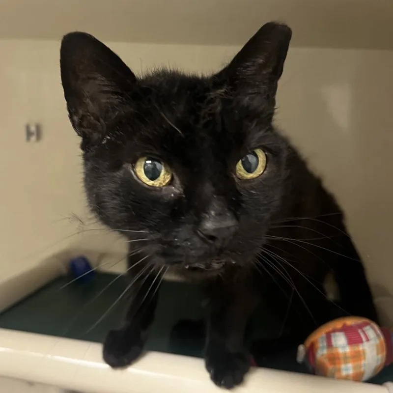 A senior medium-sized male Black Domestic Short Hair cat named Dracula for adoption in Mentor, OH