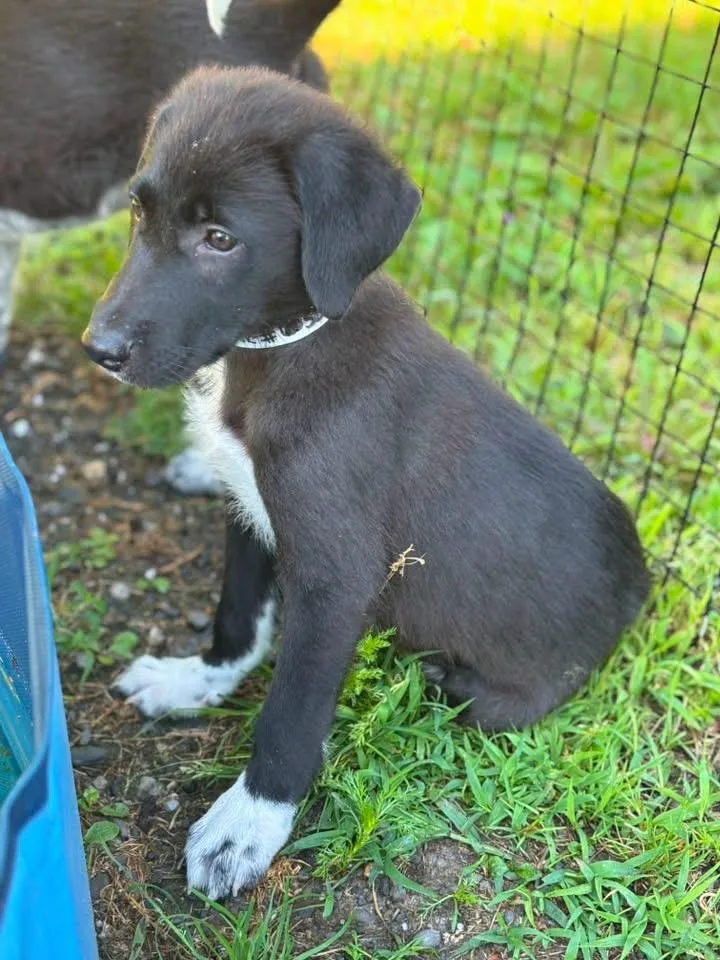A baby medium-sized female Great Pyrenees dog named Mira for adoption in Alexander, AR