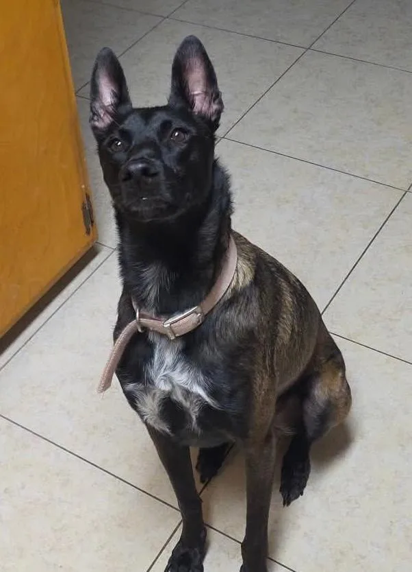 An adult medium-sized female Belgian Shepherd / Malinois dog named Nala for adoption in Kuna, ID