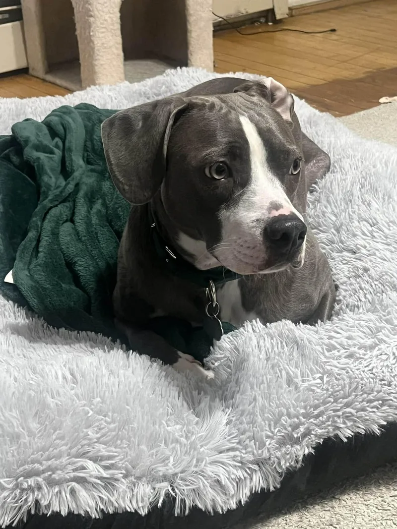 Penelope thumbnail 3