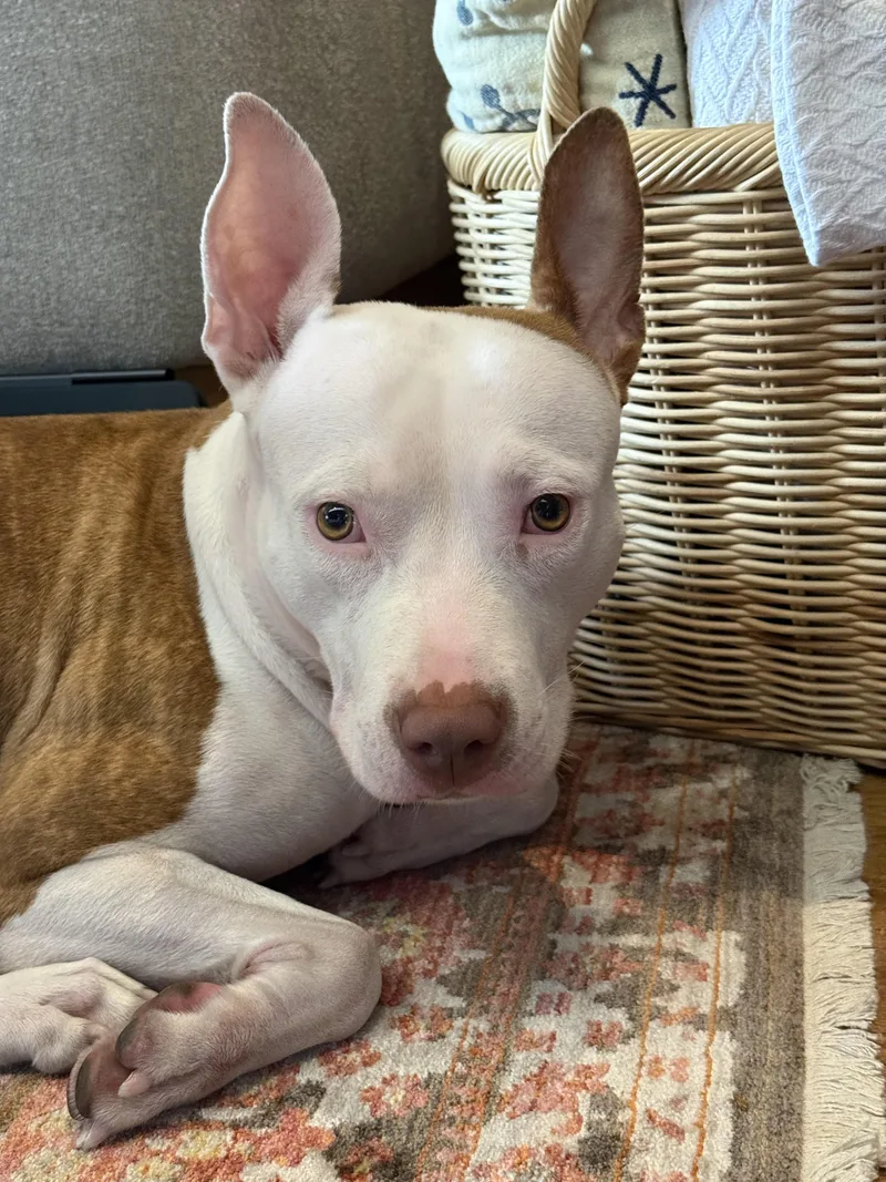An adult medium-sized female Staffordshire Bull Terrier dog named Bunny for adoption in New York, NY